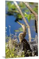 Anhinga Drying its Wings, Anhinga Trail, Everglades NP, Florida-Chuck Haney-Mounted Premium Photographic Print