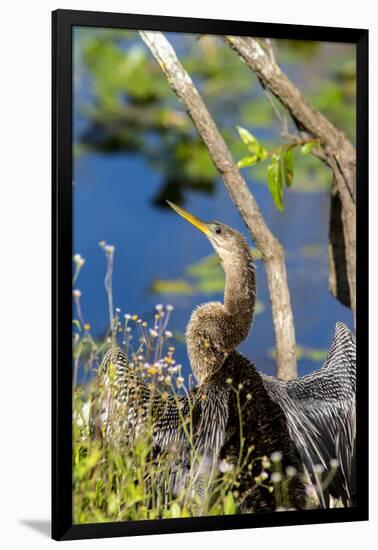 Anhinga Drying its Wings, Anhinga Trail, Everglades NP, Florida-Chuck Haney-Framed Premium Photographic Print