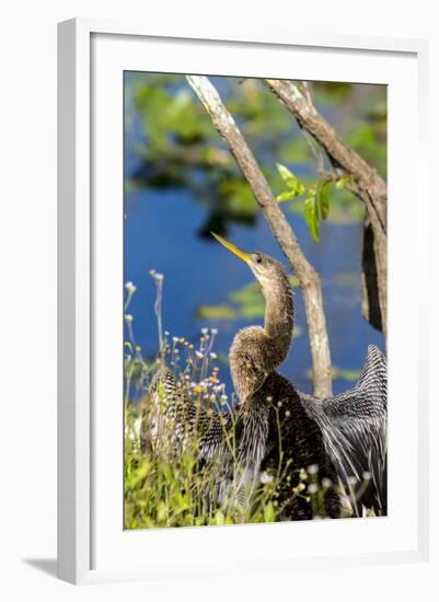 Anhinga Drying its Wings, Anhinga Trail, Everglades NP, Florida-Chuck Haney-Framed Photographic Print