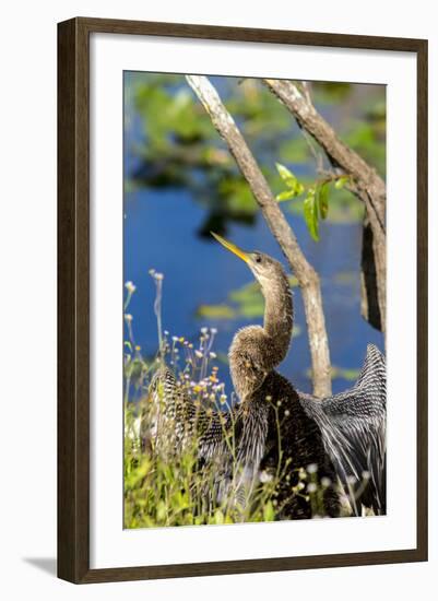 Anhinga Drying its Wings, Anhinga Trail, Everglades NP, Florida-Chuck Haney-Framed Photographic Print