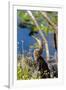 Anhinga Drying its Wings, Anhinga Trail, Everglades NP, Florida-Chuck Haney-Framed Photographic Print