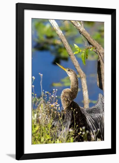 Anhinga Drying its Wings, Anhinga Trail, Everglades NP, Florida-Chuck Haney-Framed Photographic Print