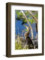 Anhinga Drying its Wings, Anhinga Trail, Everglades NP, Florida-Chuck Haney-Framed Photographic Print
