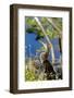 Anhinga Drying its Wings, Anhinga Trail, Everglades NP, Florida-Chuck Haney-Framed Photographic Print