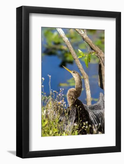 Anhinga Drying its Wings, Anhinga Trail, Everglades NP, Florida-Chuck Haney-Framed Photographic Print