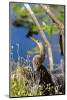 Anhinga Drying its Wings, Anhinga Trail, Everglades NP, Florida-Chuck Haney-Mounted Photographic Print