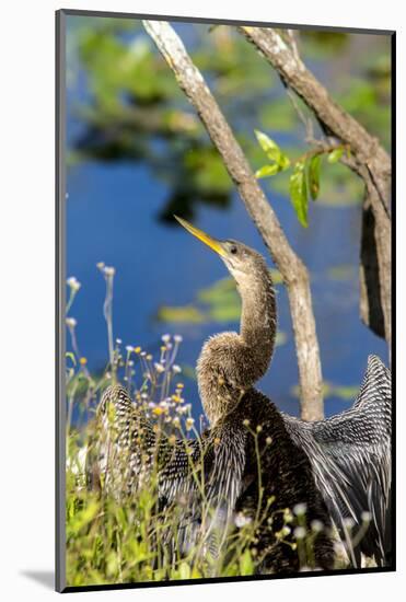 Anhinga Drying its Wings, Anhinga Trail, Everglades NP, Florida-Chuck Haney-Mounted Photographic Print