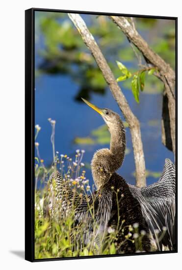 Anhinga Drying its Wings, Anhinga Trail, Everglades NP, Florida-Chuck Haney-Framed Stretched Canvas