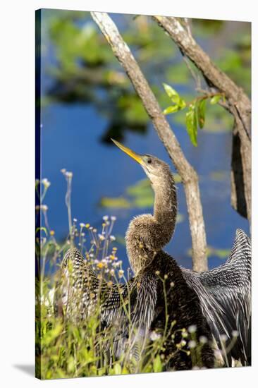 Anhinga Drying its Wings, Anhinga Trail, Everglades NP, Florida-Chuck Haney-Stretched Canvas