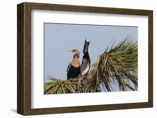 Anhinga pair courtship-Ken Archer-Framed Photographic Print