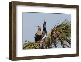Anhinga pair courtship-Ken Archer-Framed Photographic Print