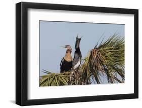 Anhinga pair courtship-Ken Archer-Framed Photographic Print