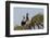 Anhinga pair courtship-Ken Archer-Framed Photographic Print