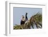 Anhinga pair courtship-Ken Archer-Framed Photographic Print