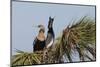 Anhinga pair courtship-Ken Archer-Mounted Photographic Print