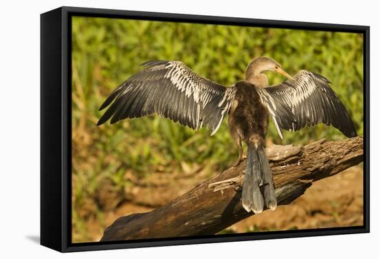 Anhinga Preening-Joe McDonald-Framed Stretched Canvas