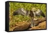 Anhinga Preening-Joe McDonald-Framed Stretched Canvas