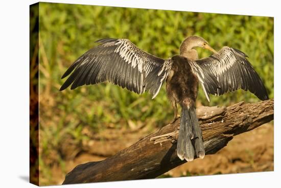 Anhinga Preening-Joe McDonald-Stretched Canvas