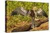 Anhinga Preening-Joe McDonald-Stretched Canvas