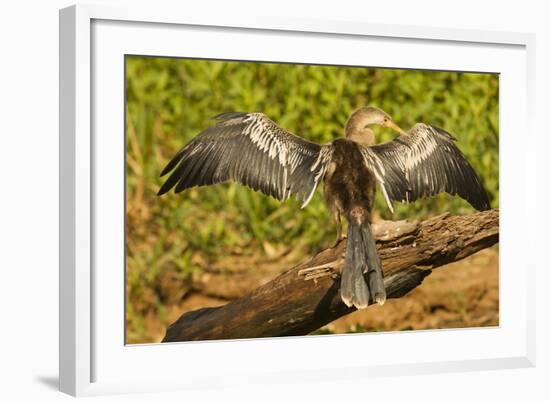 Anhinga Preening-Joe McDonald-Framed Photographic Print