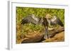 Anhinga Preening-Joe McDonald-Framed Photographic Print