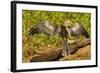 Anhinga Preening-Joe McDonald-Framed Photographic Print