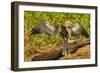 Anhinga Preening-Joe McDonald-Framed Photographic Print