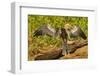 Anhinga Preening-Joe McDonald-Framed Photographic Print