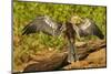 Anhinga Preening-Joe McDonald-Mounted Photographic Print