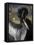 Anhinga preens while drying its feathers, Everglades NP, Florida, USA-Wendy Kaveney-Framed Stretched Canvas