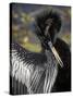 Anhinga preens while drying its feathers, Everglades NP, Florida, USA-Wendy Kaveney-Stretched Canvas
