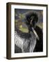 Anhinga preens while drying its feathers, Everglades NP, Florida, USA-Wendy Kaveney-Framed Photographic Print