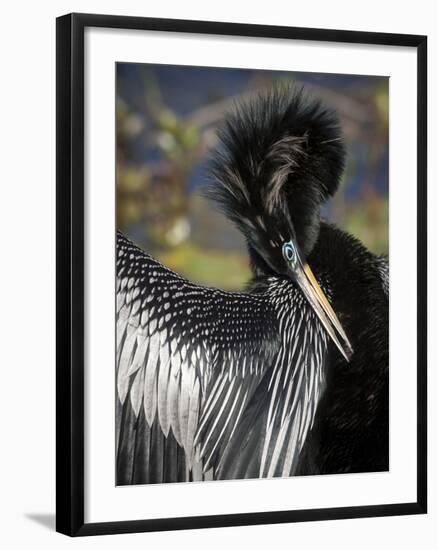 Anhinga preens while drying its feathers, Everglades NP, Florida, USA-Wendy Kaveney-Framed Photographic Print