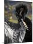 Anhinga preens while drying its feathers, Everglades NP, Florida, USA-Wendy Kaveney-Mounted Photographic Print