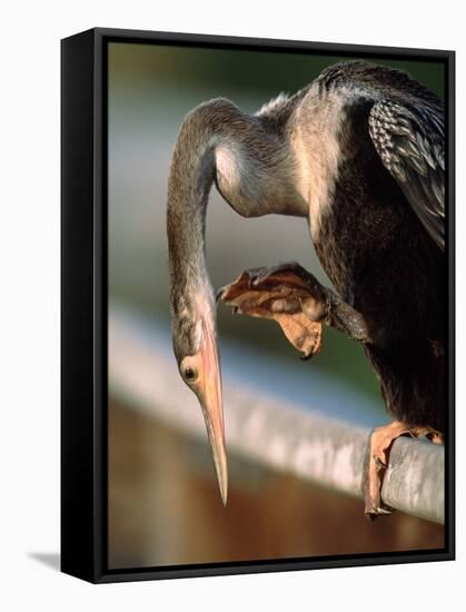 Anhinga Scratching, Everglades National Park, Florida, USA-Charles Sleicher-Framed Stretched Canvas