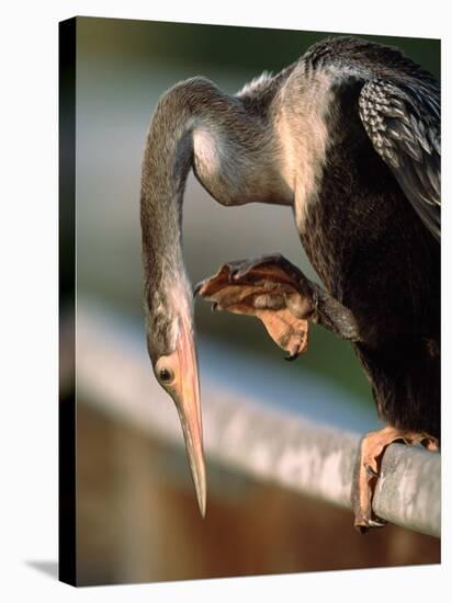 Anhinga Scratching, Everglades National Park, Florida, USA-Charles Sleicher-Stretched Canvas