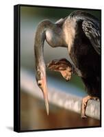 Anhinga Scratching, Everglades National Park, Florida, USA-Charles Sleicher-Framed Stretched Canvas