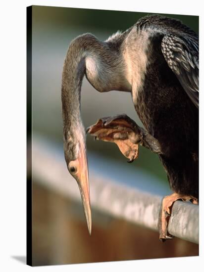 Anhinga Scratching, Everglades National Park, Florida, USA-Charles Sleicher-Stretched Canvas