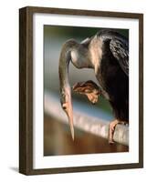 Anhinga Scratching, Everglades National Park, Florida, USA-Charles Sleicher-Framed Photographic Print