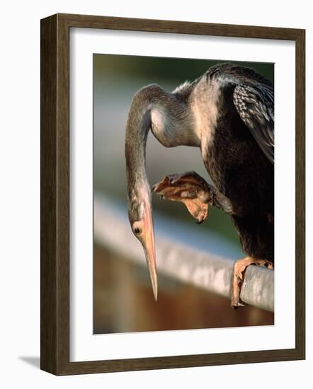 Anhinga Scratching, Everglades National Park, Florida, USA-Charles Sleicher-Framed Photographic Print