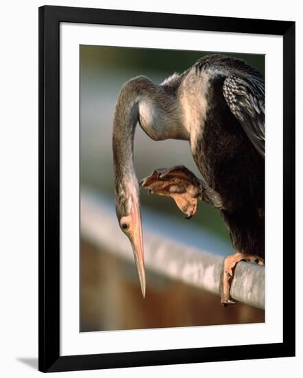 Anhinga Scratching, Everglades National Park, Florida, USA-Charles Sleicher-Framed Photographic Print