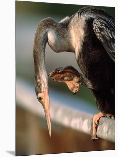 Anhinga Scratching, Everglades National Park, Florida, USA-Charles Sleicher-Mounted Photographic Print