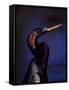 Anhinga, Snake Bird in Breeding Plumage, Everglades National Park, Florida, USA-Charles Sleicher-Framed Stretched Canvas