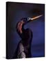 Anhinga, Snake Bird in Breeding Plumage, Everglades National Park, Florida, USA-Charles Sleicher-Stretched Canvas