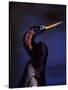 Anhinga, Snake Bird in Breeding Plumage, Everglades National Park, Florida, USA-Charles Sleicher-Stretched Canvas