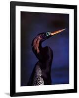 Anhinga, Snake Bird in Breeding Plumage, Everglades National Park, Florida, USA-Charles Sleicher-Framed Photographic Print