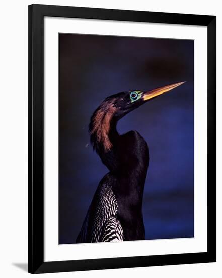 Anhinga, Snake Bird in Breeding Plumage, Everglades National Park, Florida, USA-Charles Sleicher-Framed Photographic Print