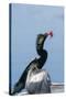 Anhinga with String in its Beak-Gary Carter-Stretched Canvas