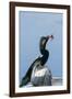 Anhinga with String in its Beak-Gary Carter-Framed Photographic Print