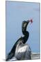 Anhinga with String in its Beak-Gary Carter-Mounted Photographic Print